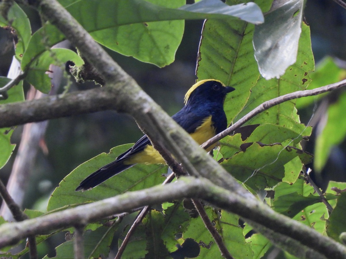 Sultan Tit (Yellow-crested) - ML622258060