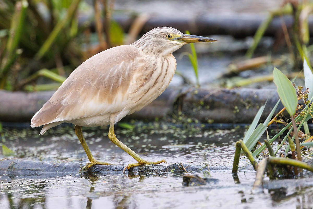 Squacco Heron - Michal Rycak