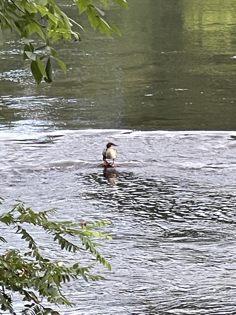 Common Merganser - ML622258111