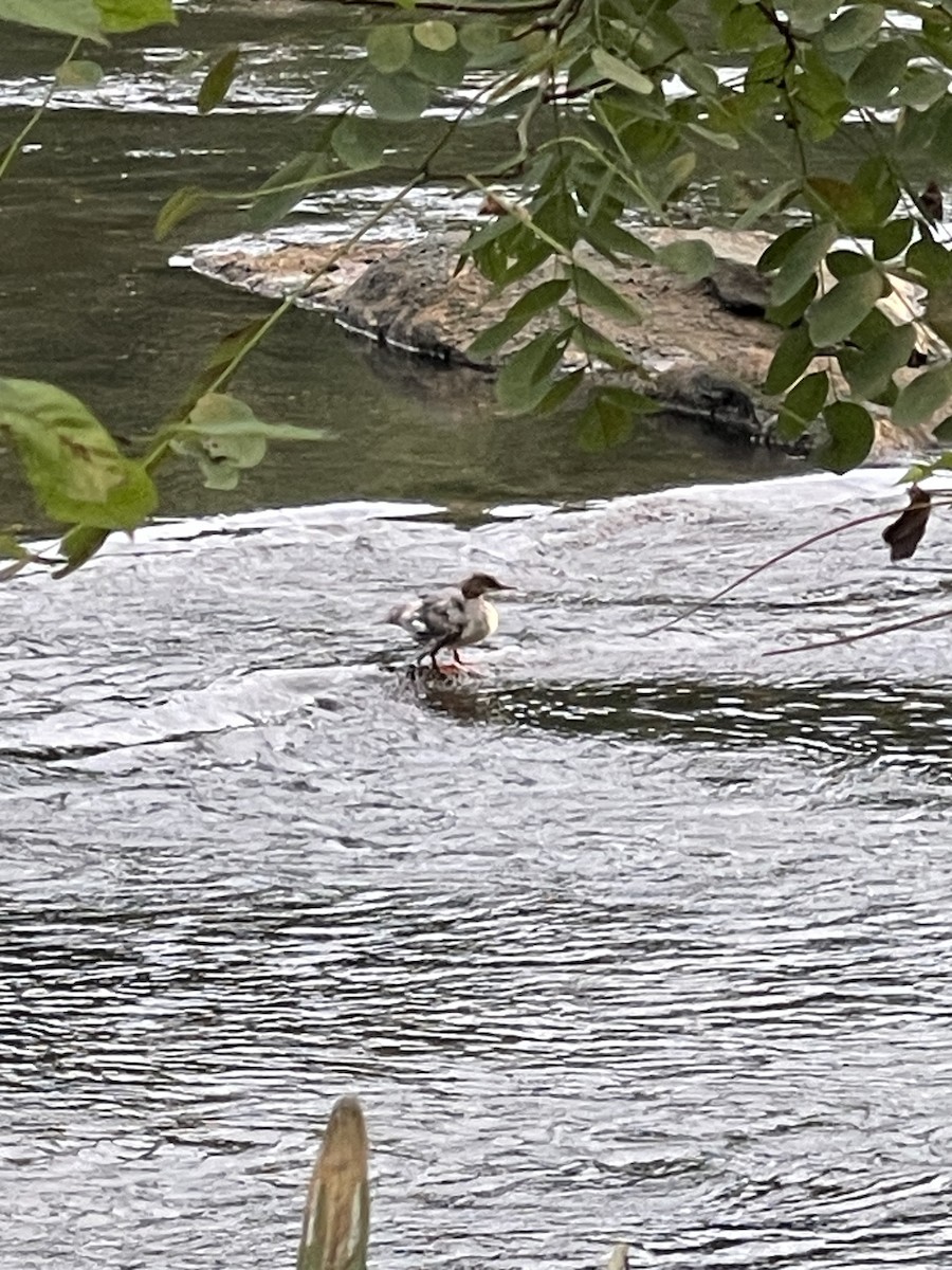 Common Merganser - Dwayne Martin