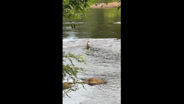 Common Merganser - ML622258113