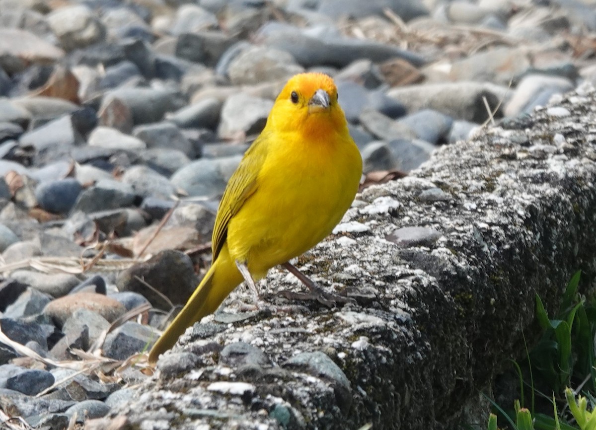 Saffron Finch - ML622258190