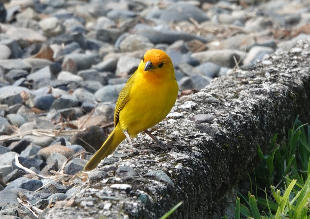 Saffron Finch - ML622258197