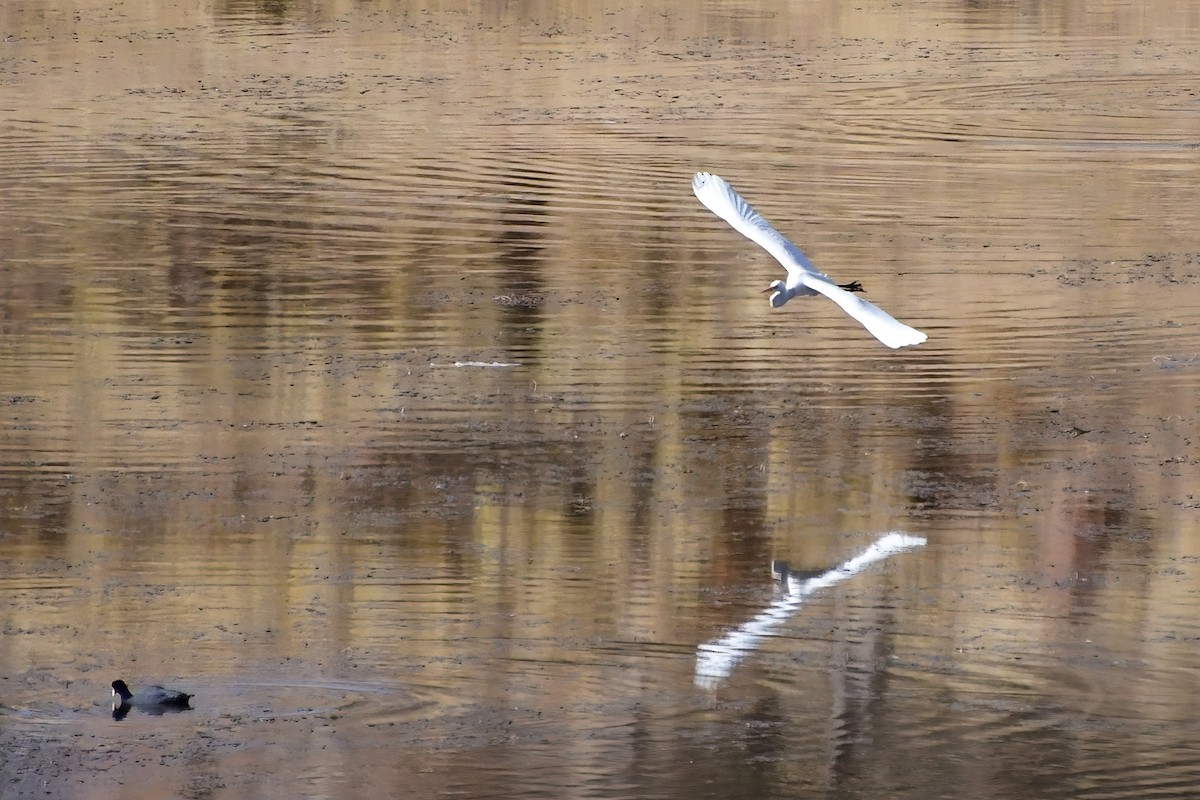 Great Egret - Eileen Gibney