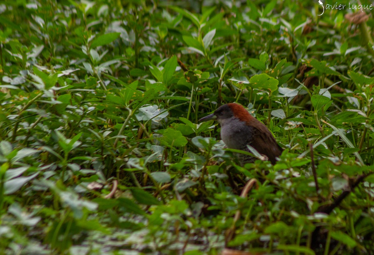 Gray-breasted Crake - ML622258227