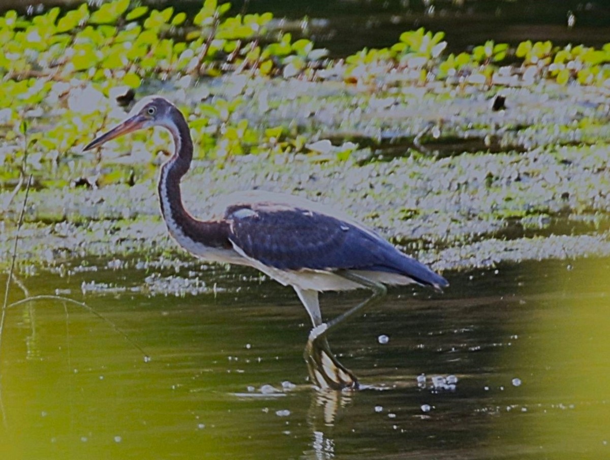 サンショクサギ - ML622258263