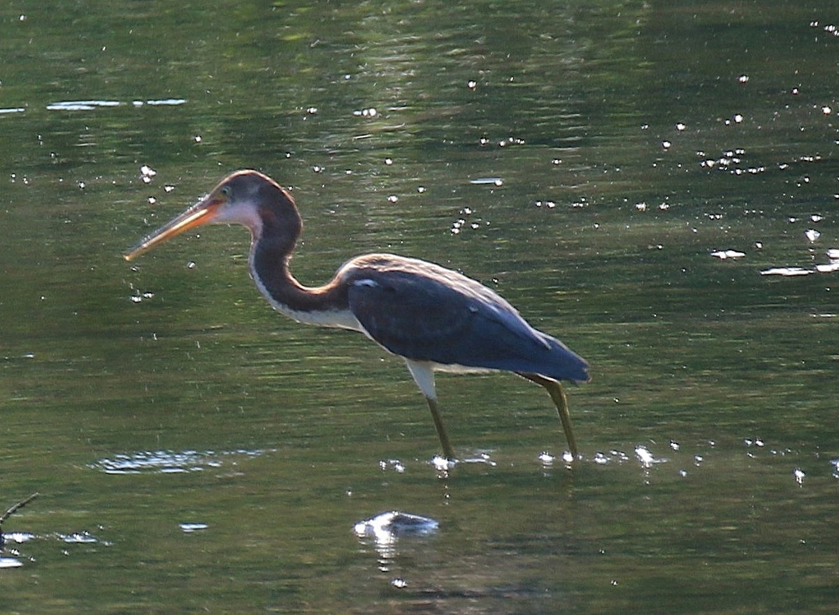 Tricolored Heron - Tommie Rogers