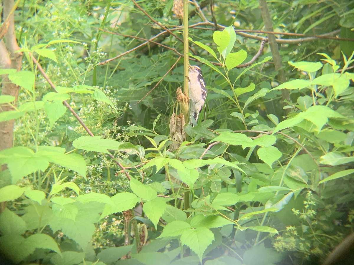 Downy Woodpecker - August Palmer