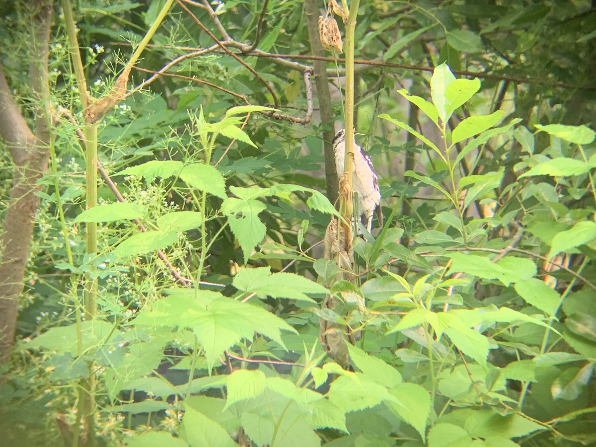 Downy Woodpecker - ML622258381