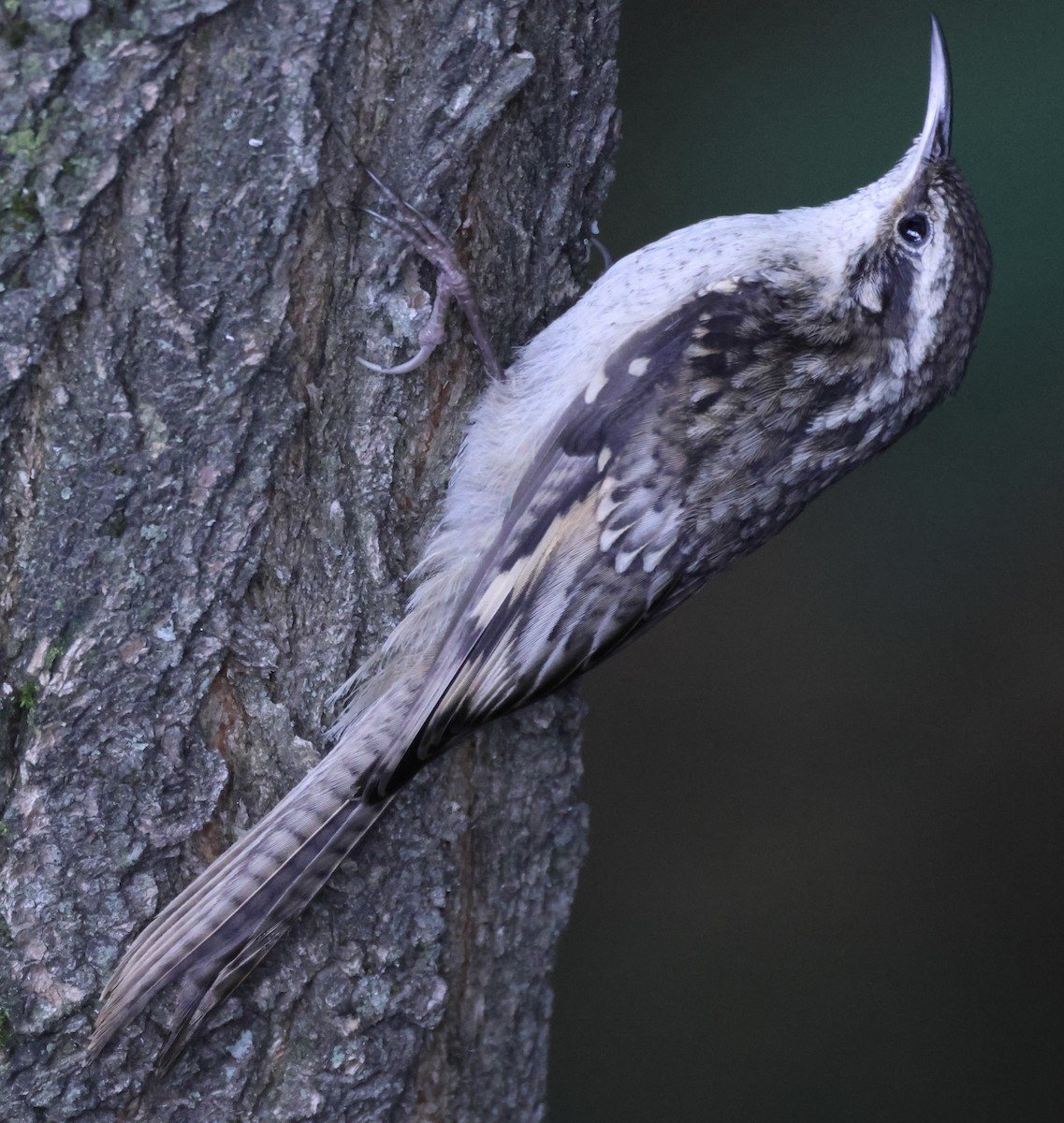 Bar-tailed Treecreeper - ML622258414