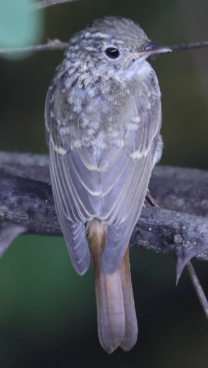 Rusty-tailed Flycatcher - ML622258416