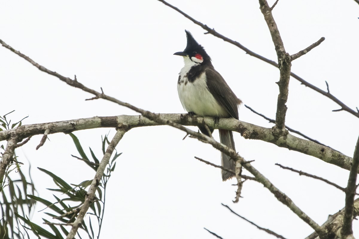 Red-whiskered Bulbul - ML622258574