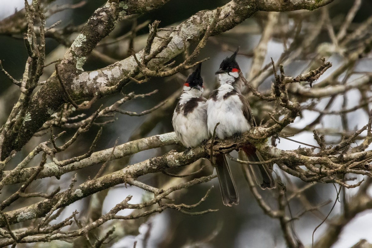 Red-whiskered Bulbul - ML622258575