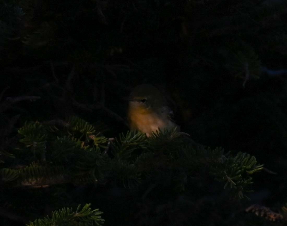 new world warbler sp. - ML622258599