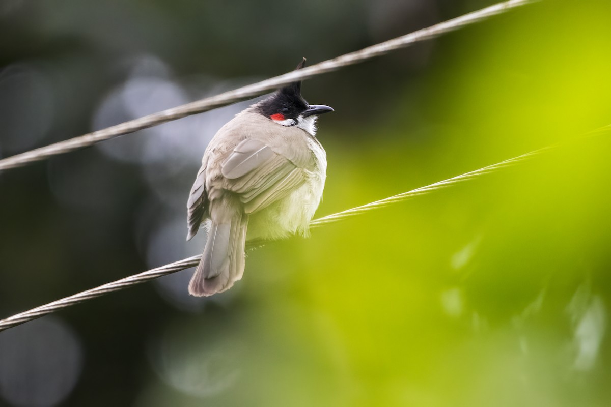 Red-whiskered Bulbul - ML622258640