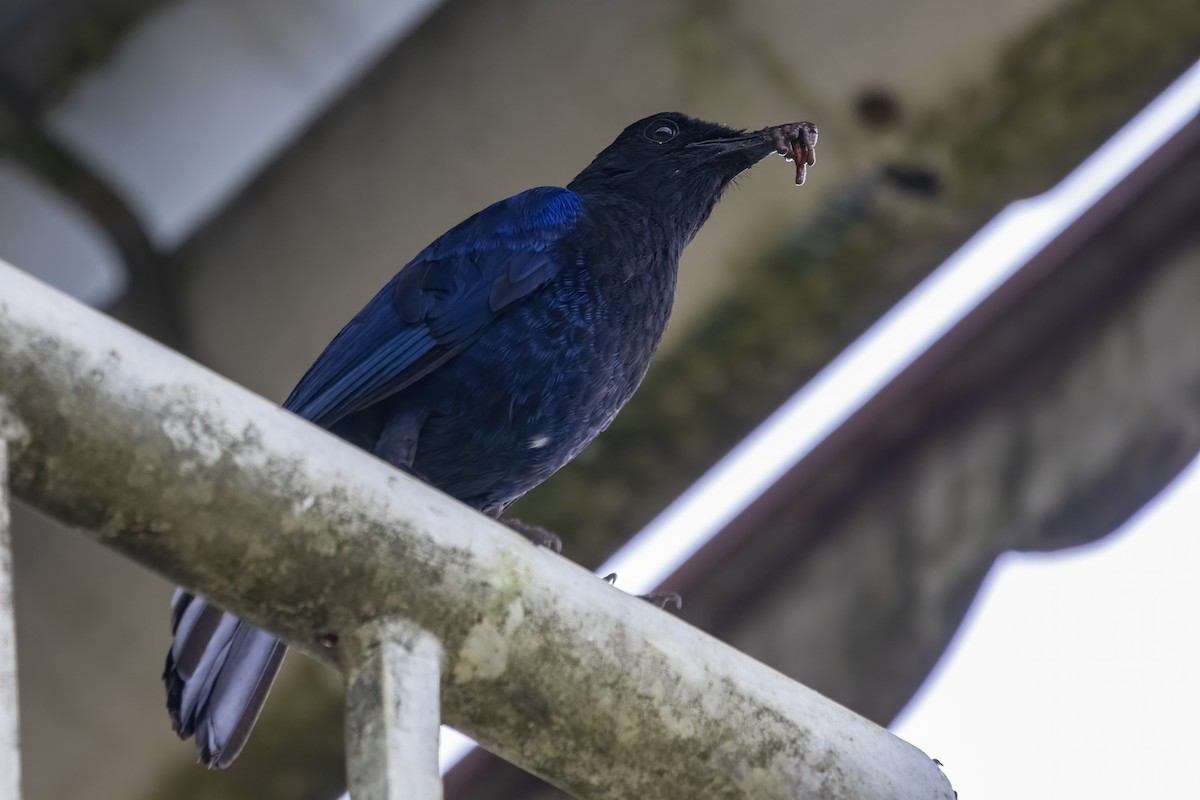 Malabar Whistling-Thrush - ML622258642