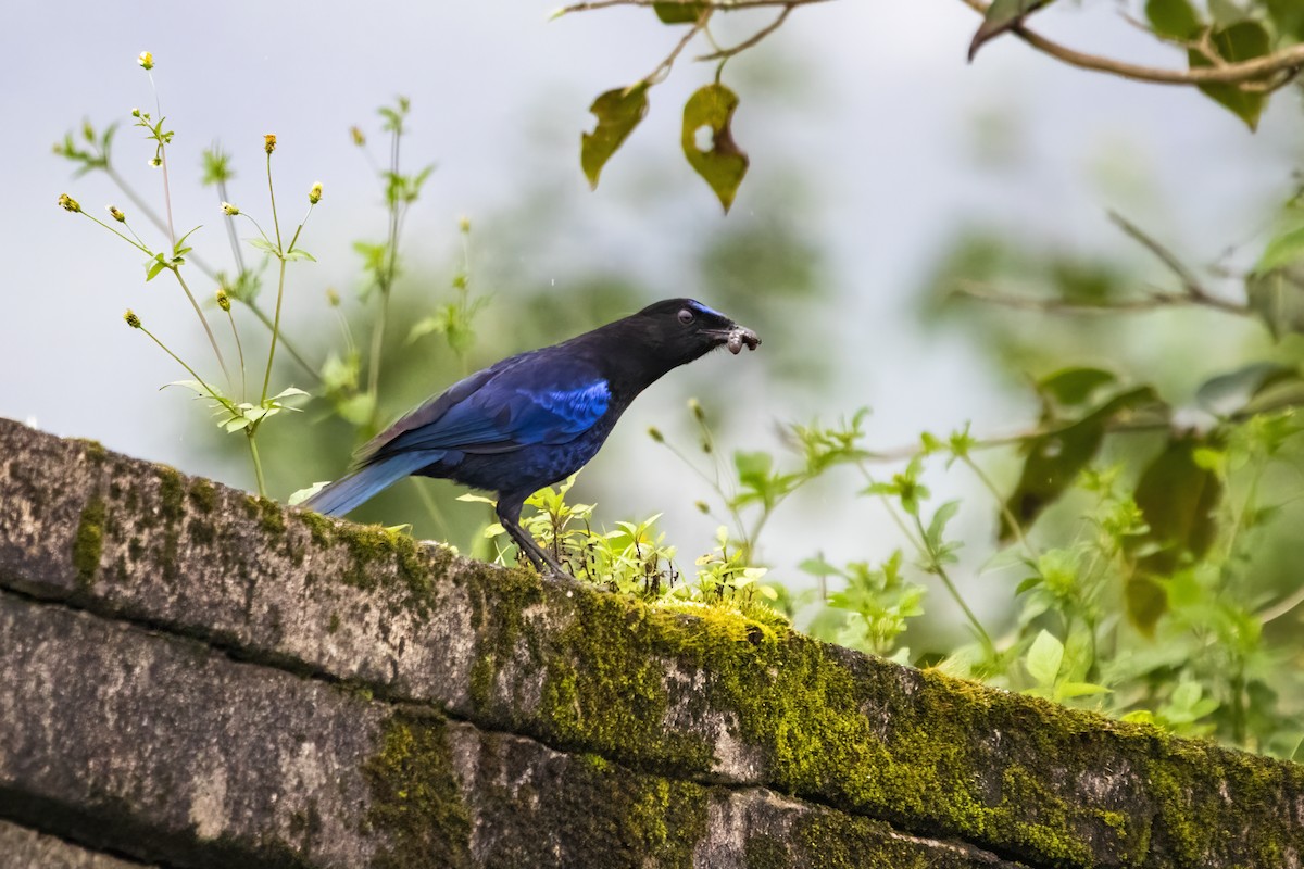 Malabar Whistling-Thrush - ML622258643