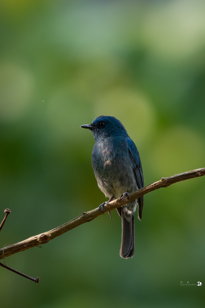 Nilgiri Flycatcher - Vivek cr