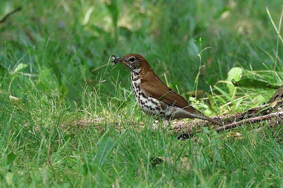 Wood Thrush - Darcy Pinotti