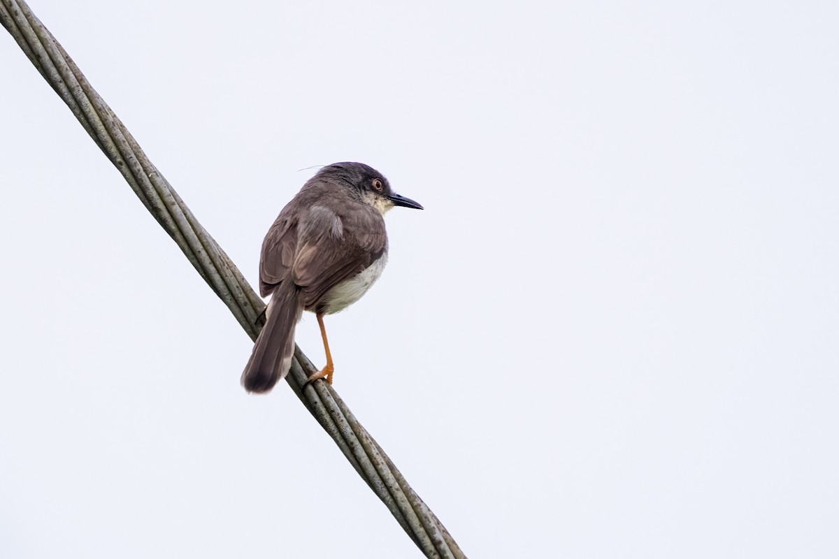 Gray-breasted Prinia - ML622258725