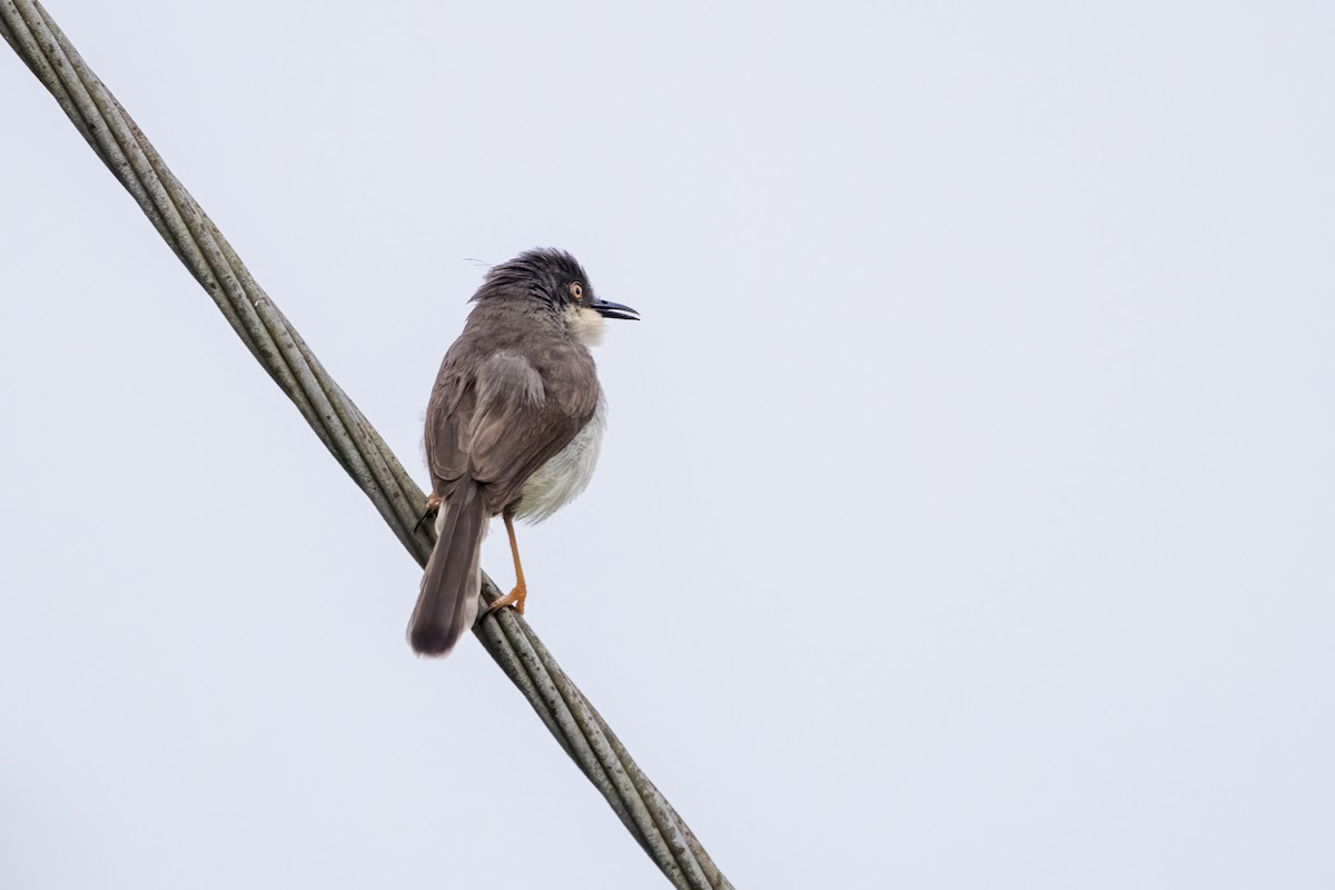 Gray-breasted Prinia - ML622258726