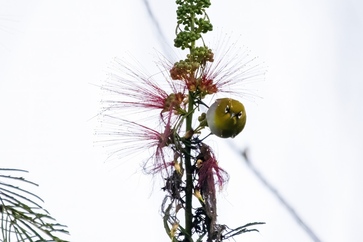 Indian White-eye - ML622258730