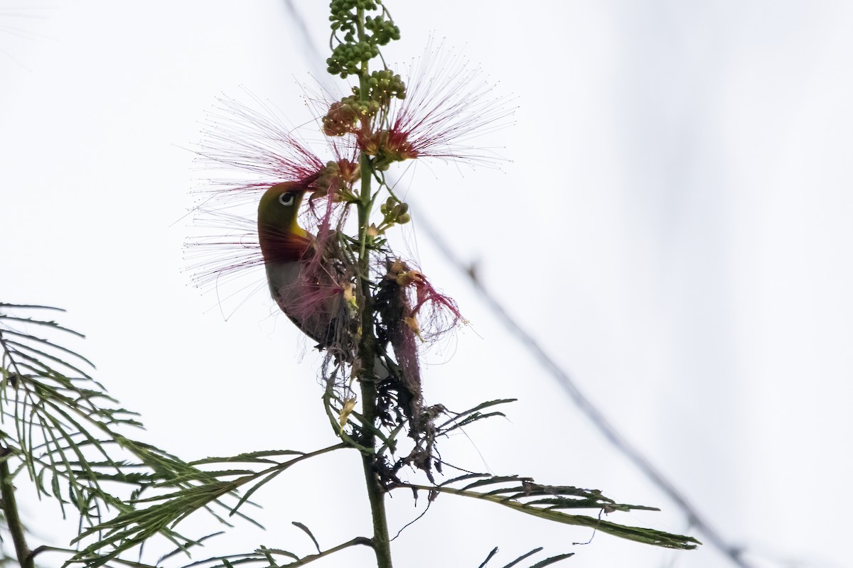 Indian White-eye - Ravi Jesudas