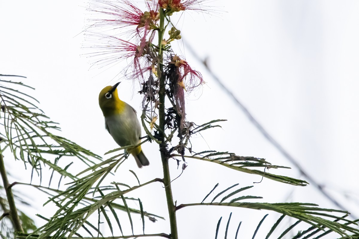 Indian White-eye - ML622258732