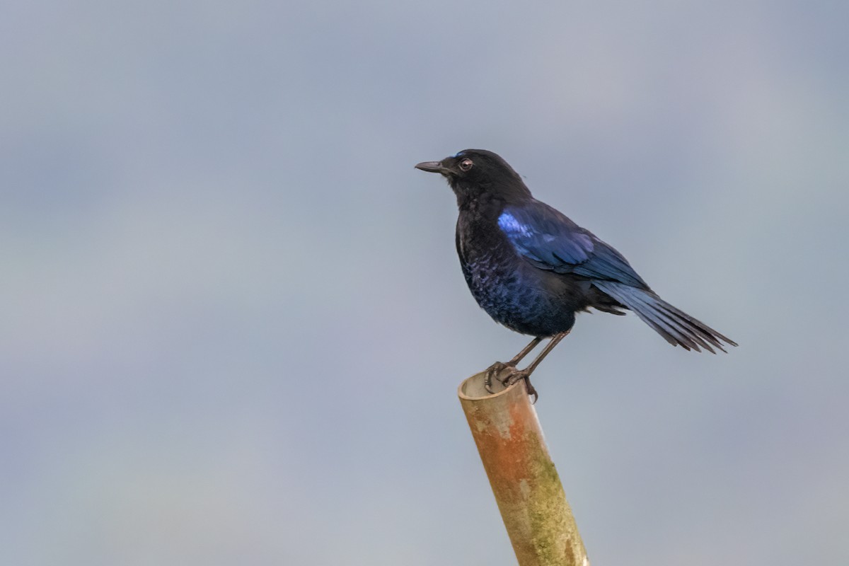 Malabar Whistling-Thrush - ML622258739