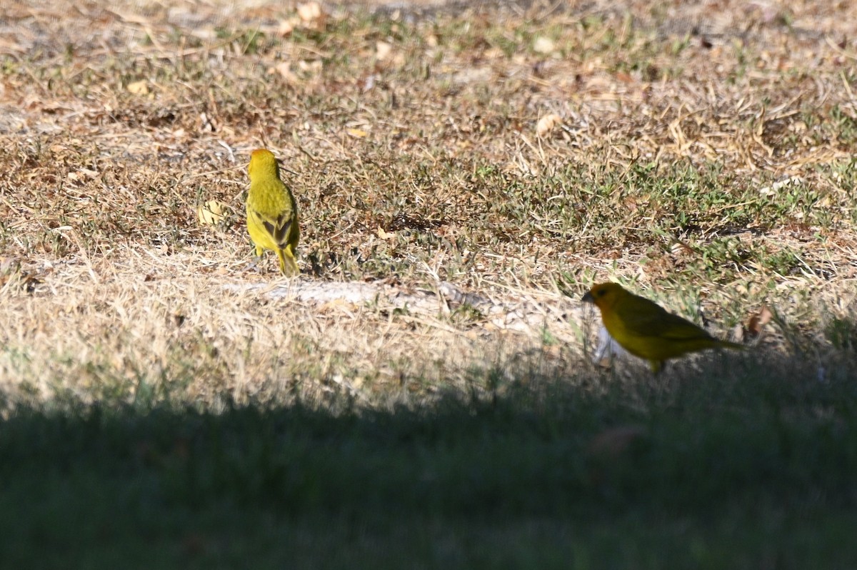 Saffron Finch - ML622258751