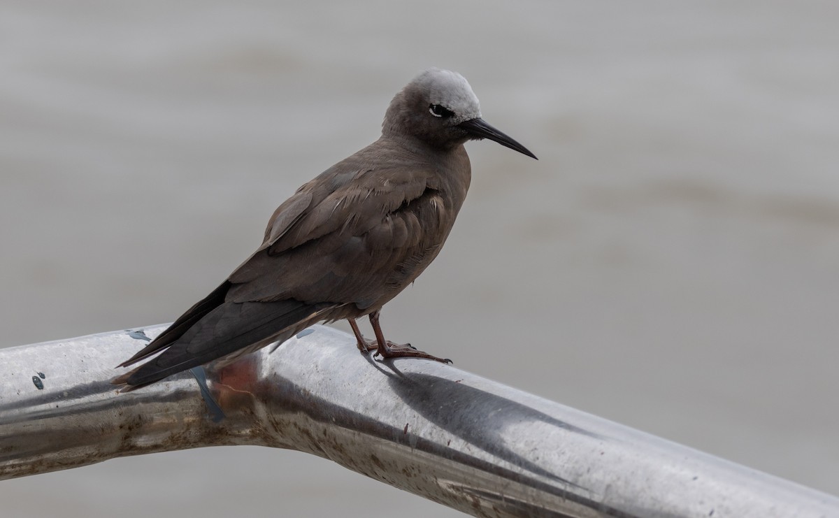 Lesser Noddy - ML622258803