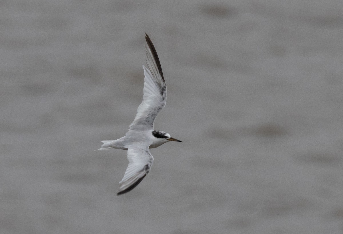 Saunders's Tern - ML622258812