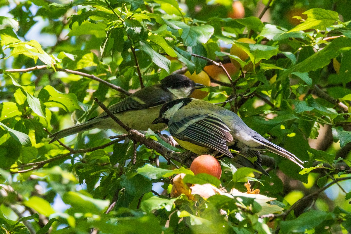 ירגזי מצוי - ML622258890