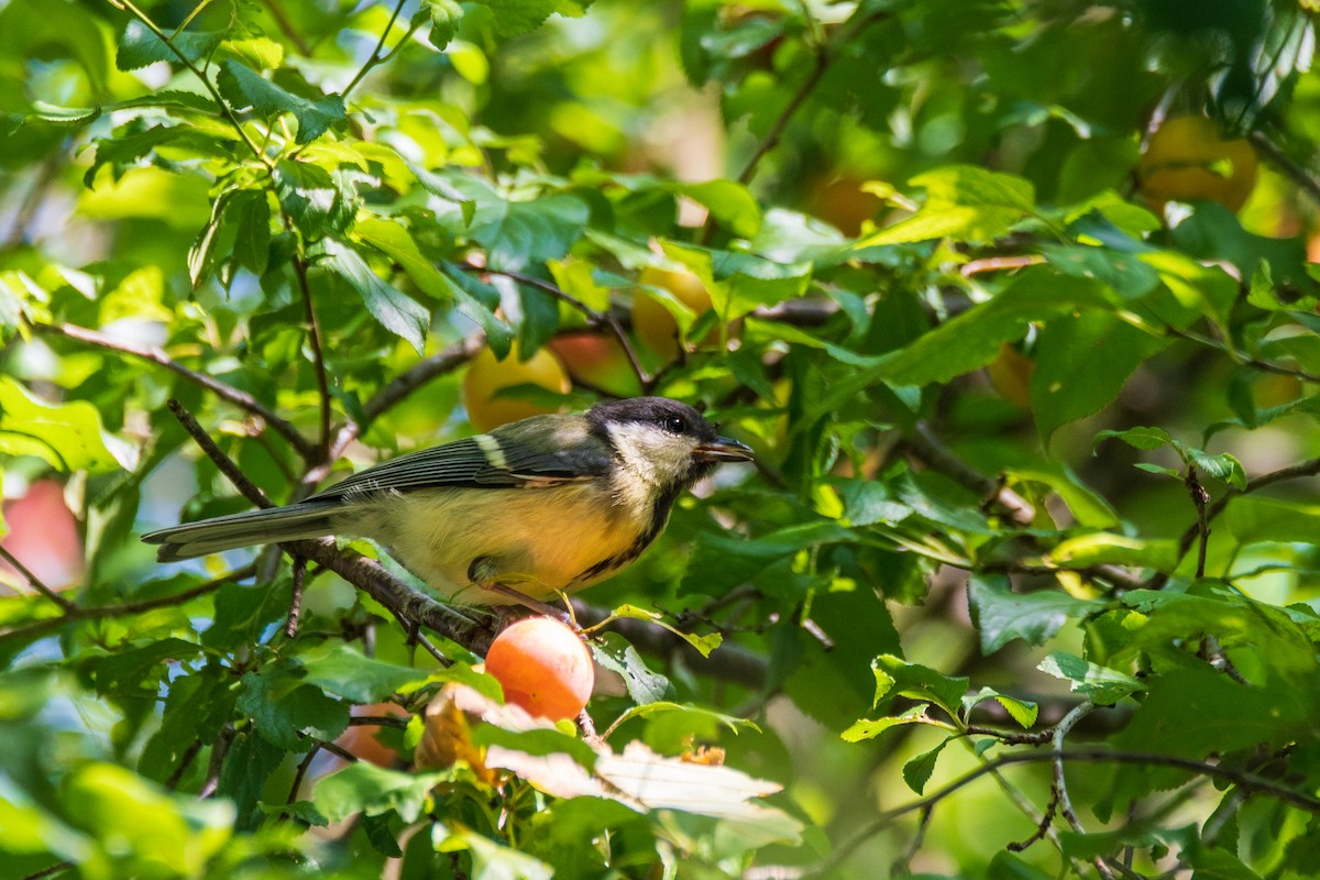 Mésange charbonnière - ML622258891