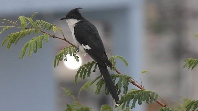 Pied Cuckoo - ML622258976