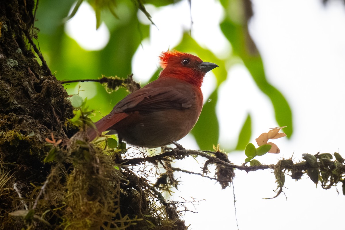 Crested Ant-Tanager - ML622259052