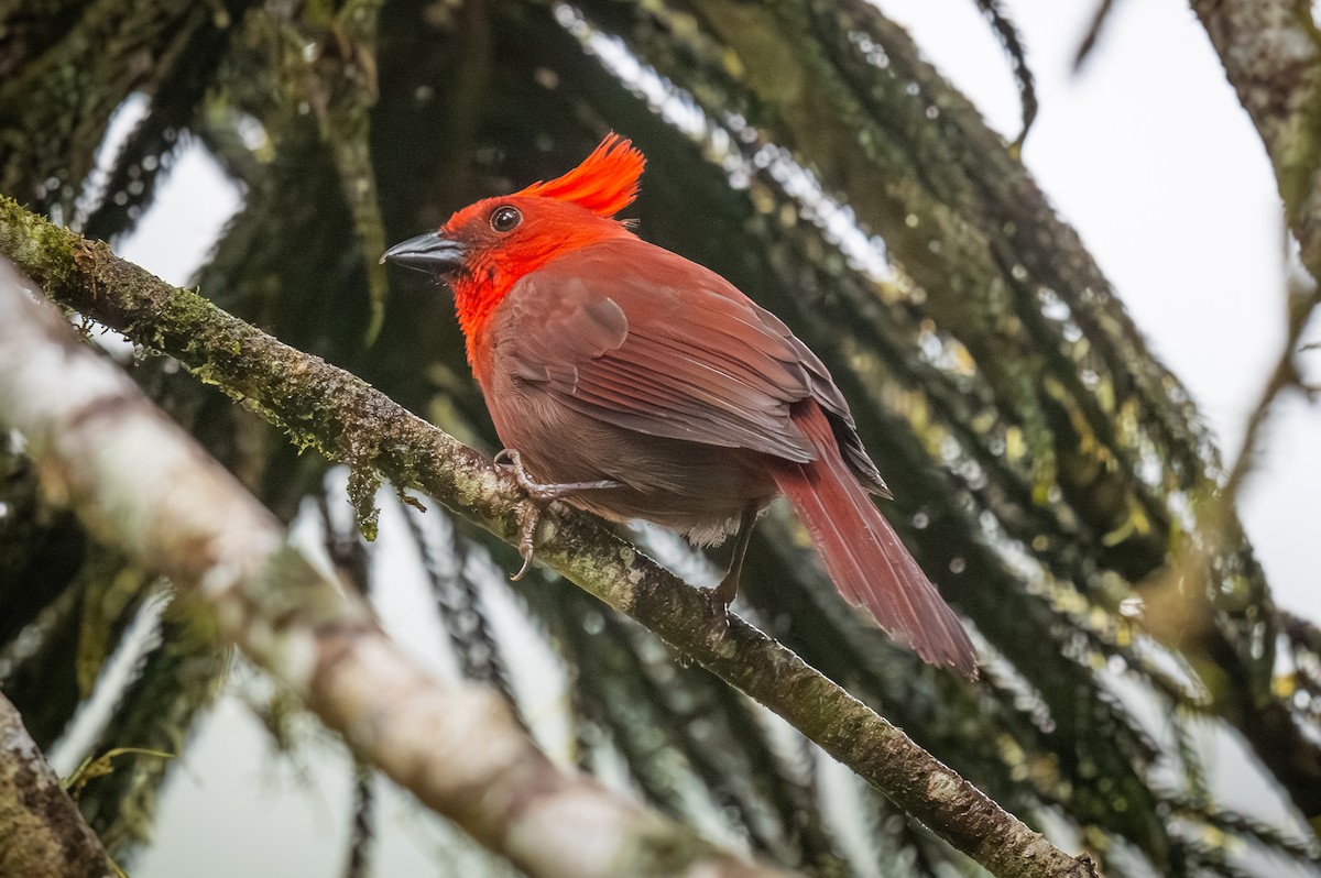 Crested Ant-Tanager - ML622259053