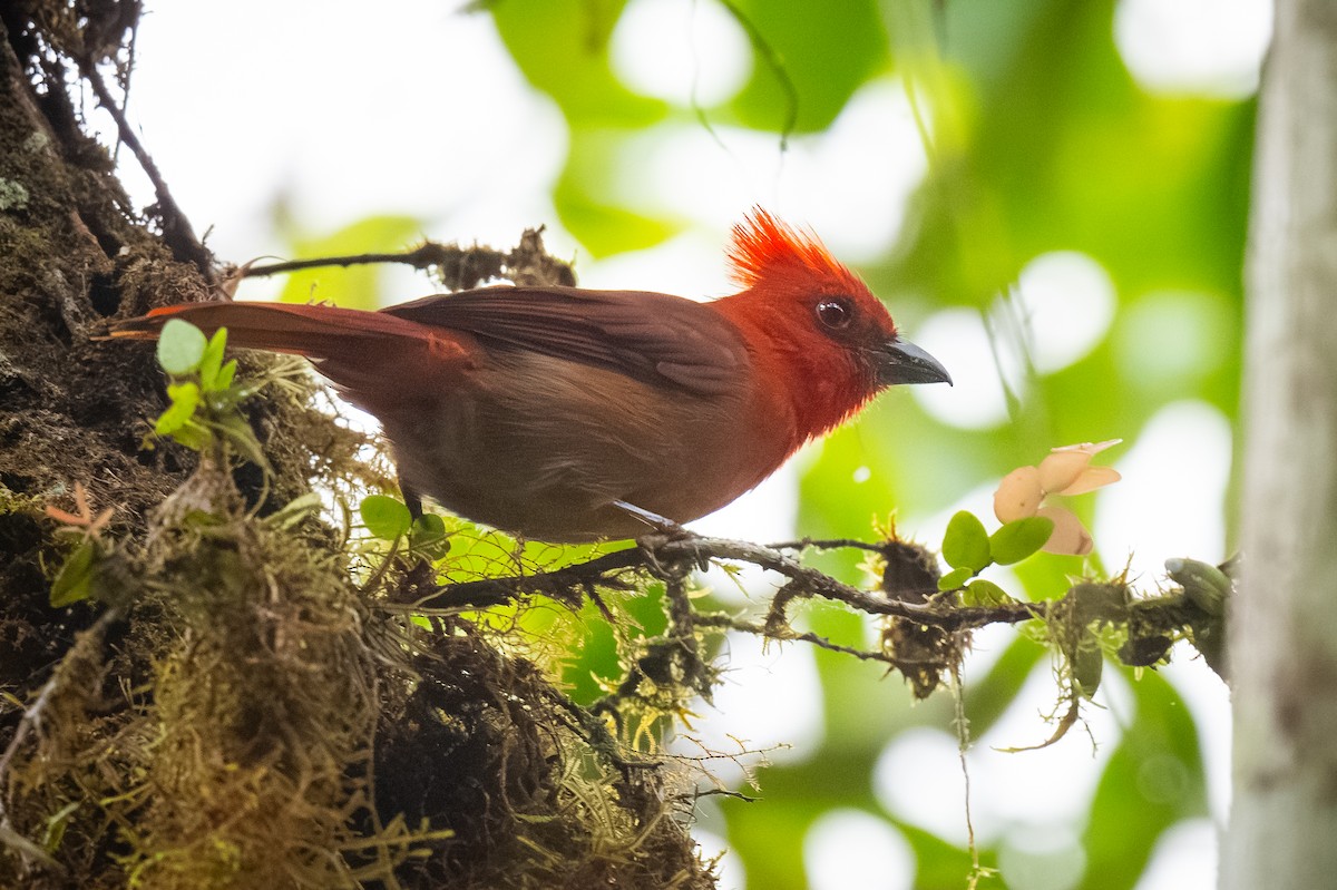 Crested Ant-Tanager - ML622259054