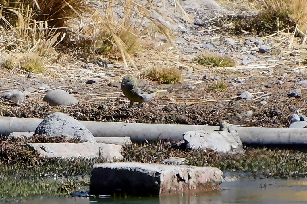 Greenish Yellow-Finch - ML622259101