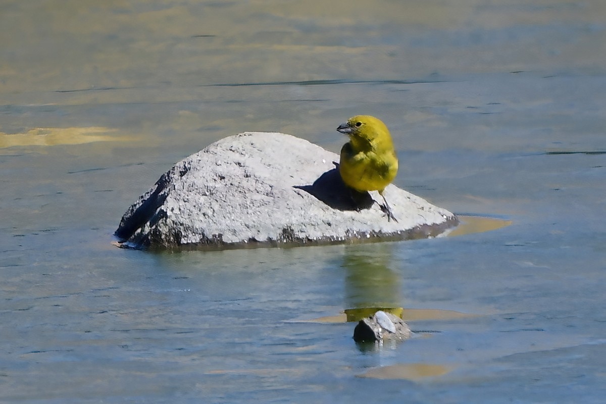 Greenish Yellow-Finch - ML622259104