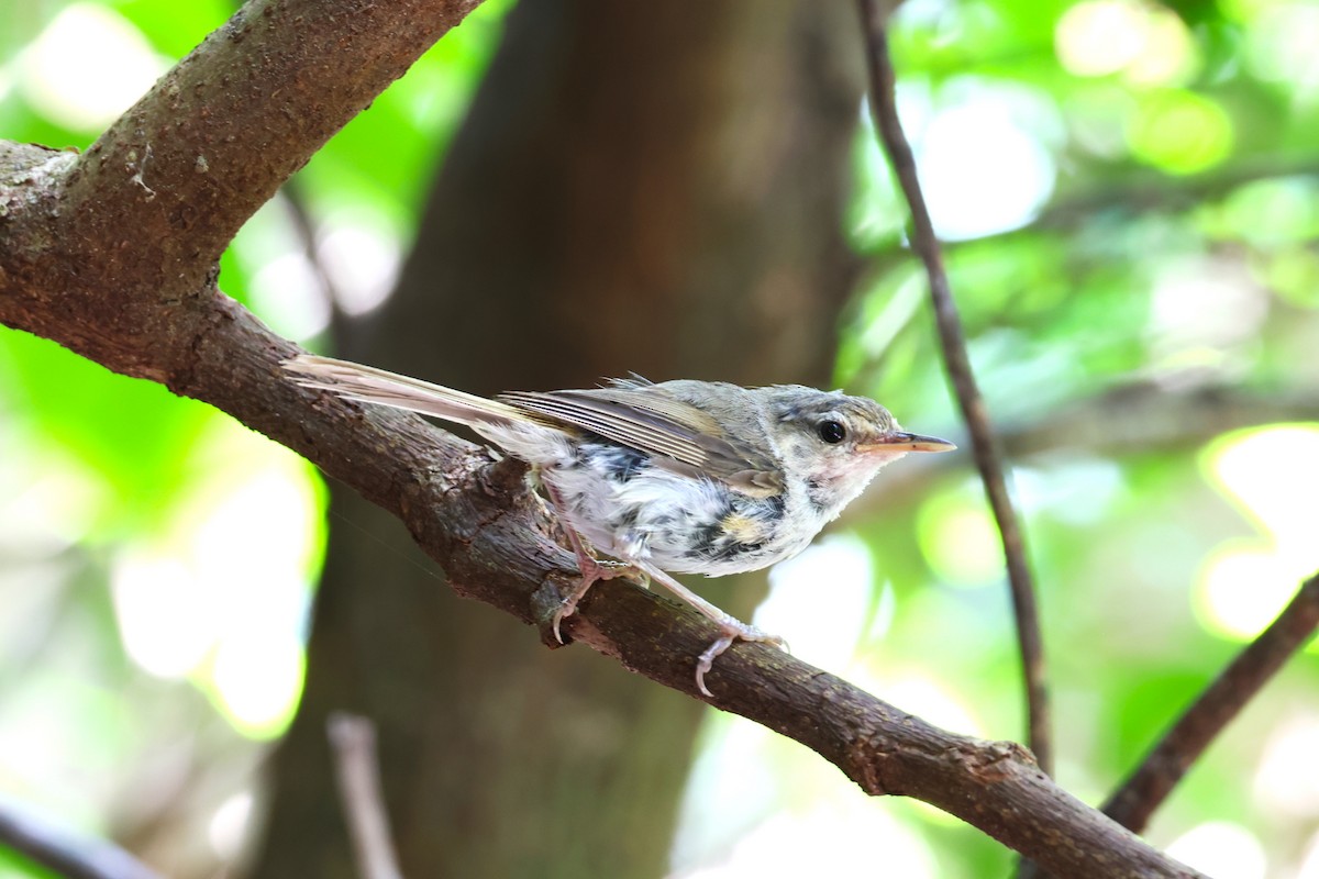 Japanese Bush Warbler - ML622259167