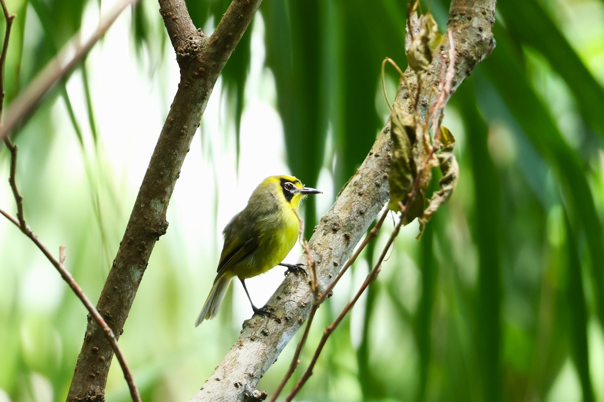 Bonin White-eye - ML622259182