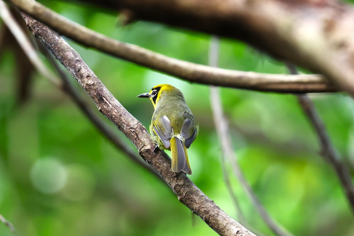 Bonin White-eye - ML622259183