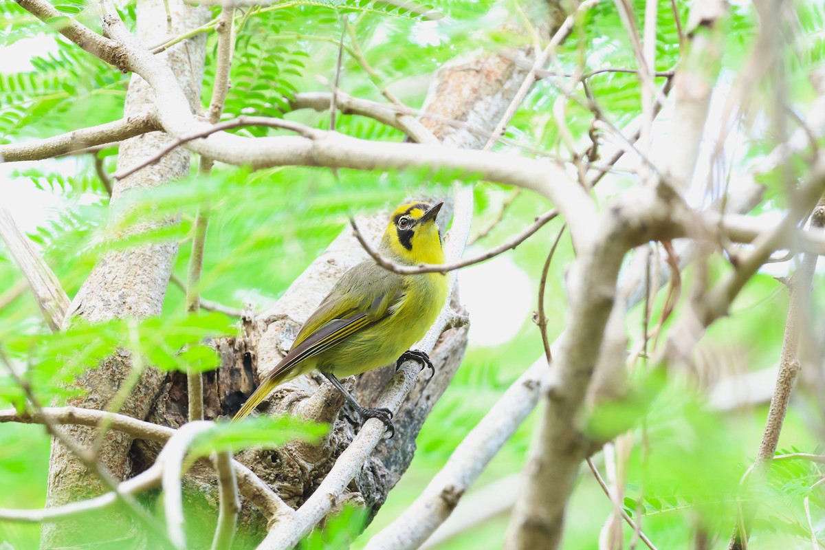 Bonin White-eye - ML622259185