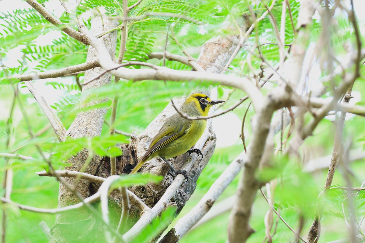 Bonin White-eye - ML622259186