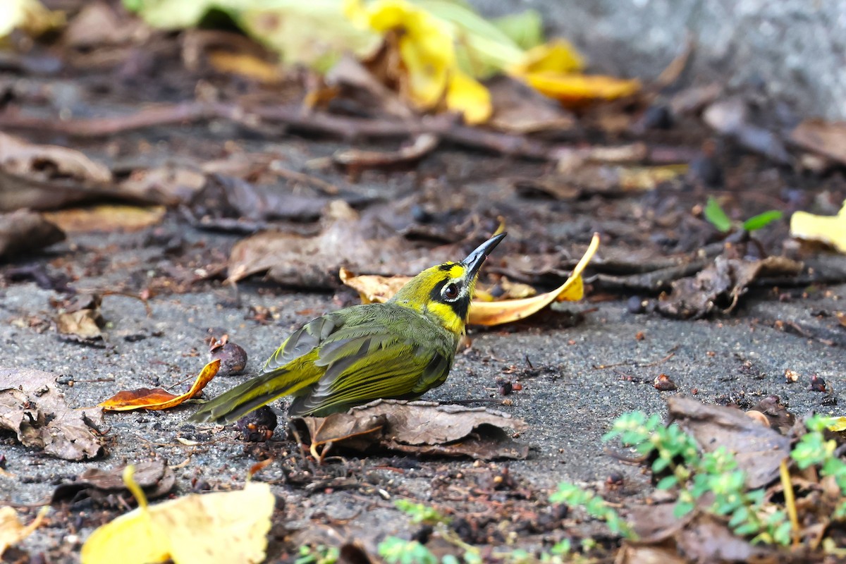 Bonin White-eye - ML622259187