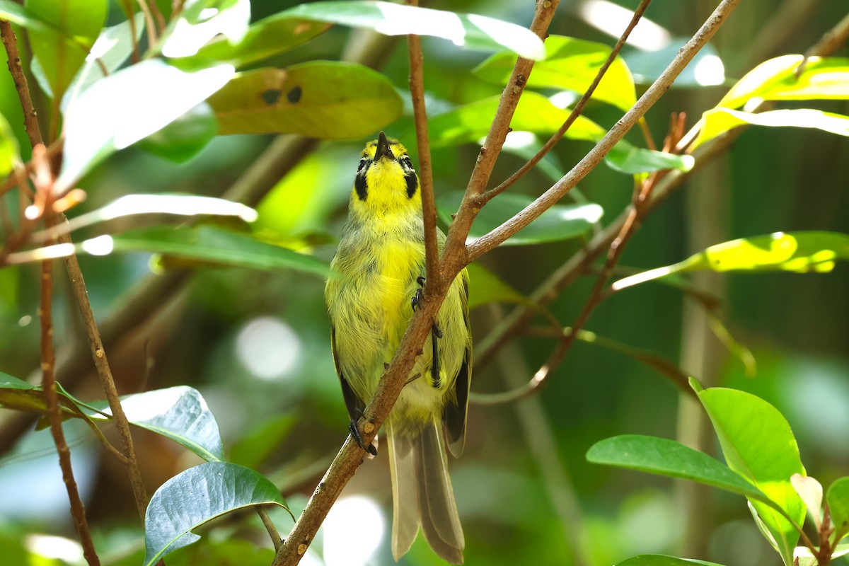 Bonin White-eye - ML622259188