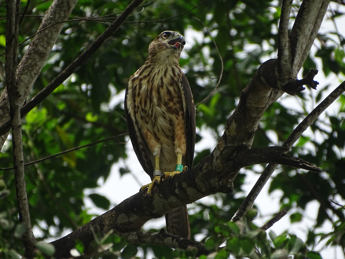 Haitibussard - ML622259224