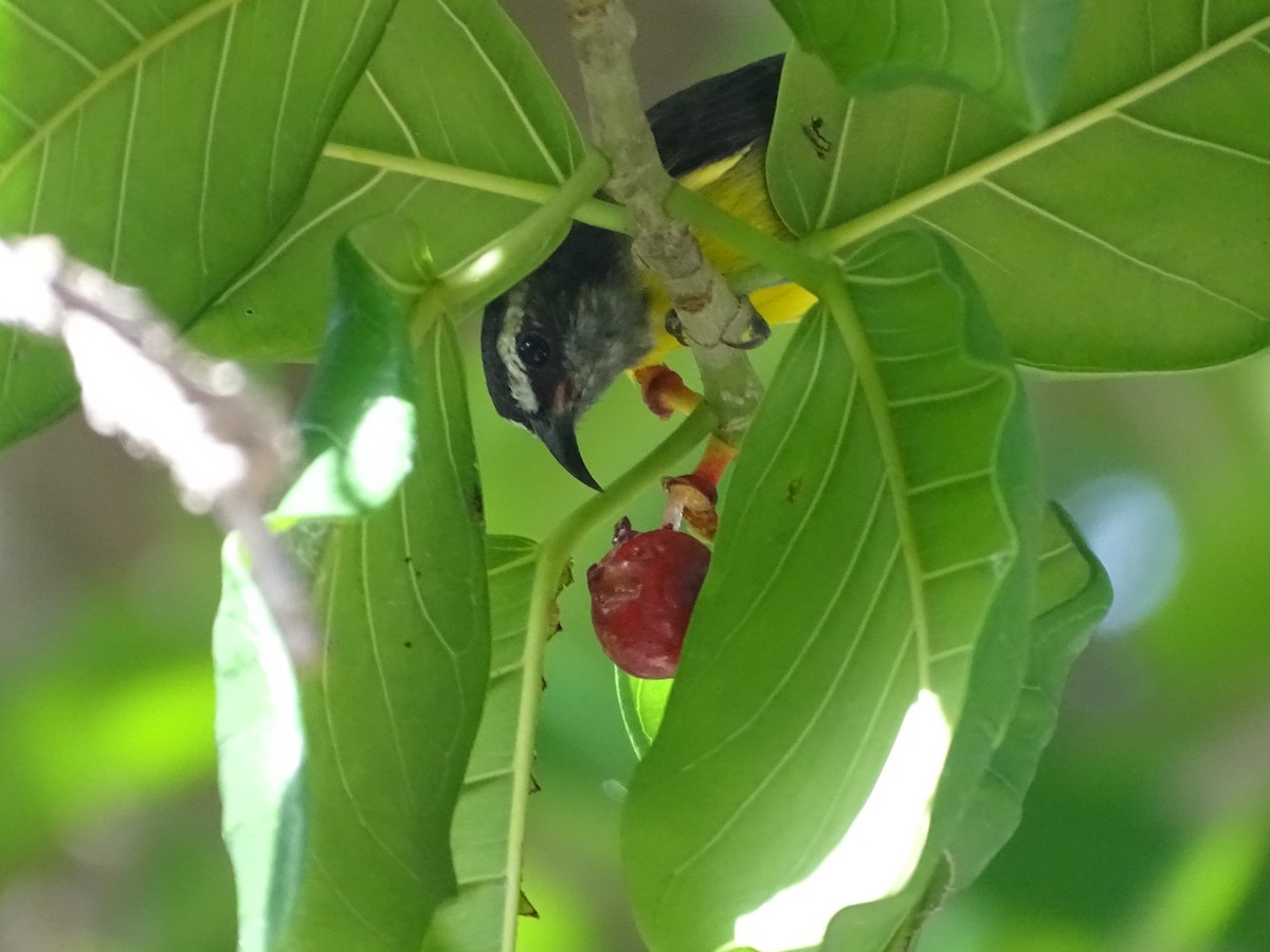 Bananaquit - ML622259236