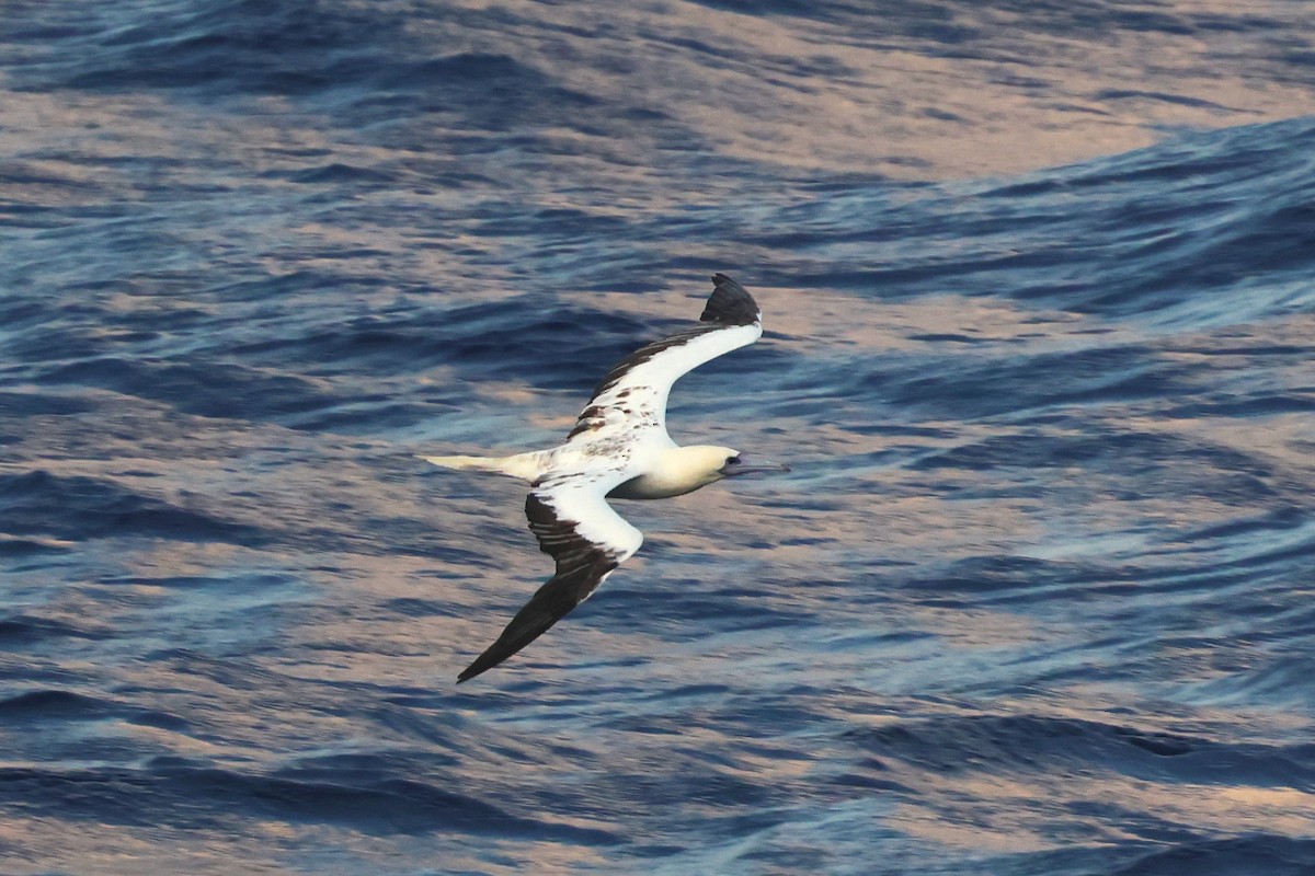 Red-footed Booby - 志民 蘇